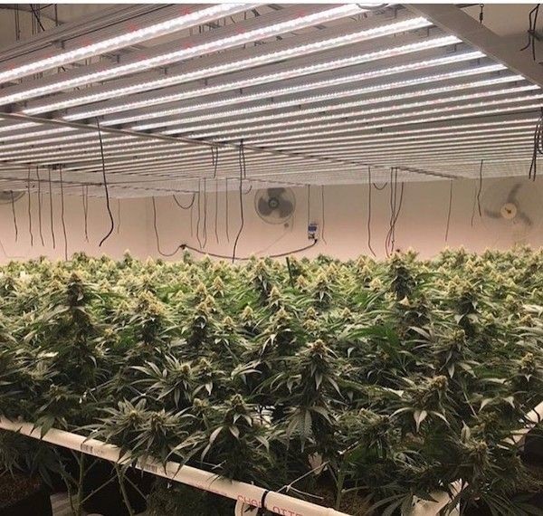 1200W High Efficiency Indoor LED Grow Light Energy Saving Eco Friendly 10 Bars Foldable