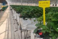 Baños para el cultivo de fresas en interiores Invernadero Sistema de cultivo vertical en barrancos hidropónicos de PVC