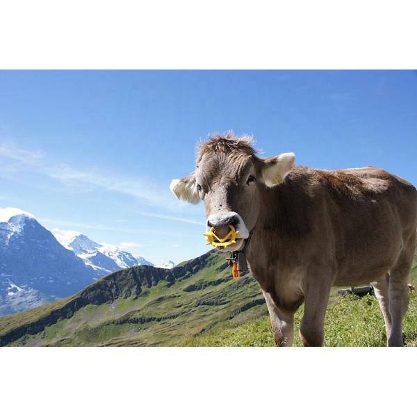 Veterinary Cattle Weaning Livestock Accessories Plastic Calf Weaner