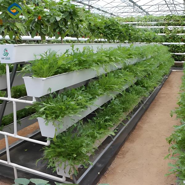 Agricultural NFT Vertical Growing Greenhouse Soilless Greenhouse Multi Span