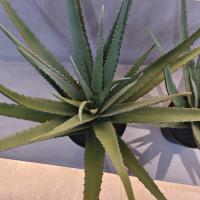 Planta de Aloe de plástico realista Indoor Outdoor Artificial Aloe Vera Faux Decoração de vegetação