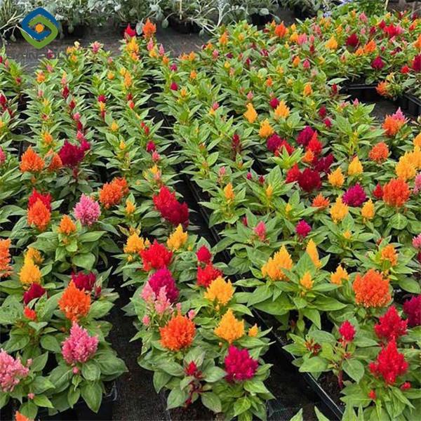 UV Resistant Mutli Span Flower Greenhouse Venlo Arch Type Waterproof