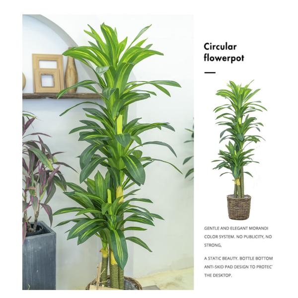 Stunning 170cm Real Touch Dracaena Bonsai Plant For Landscaping