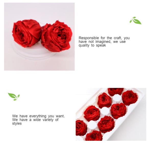 4-5cm Austin Flower Rose Head Preserved Long Lasting Eternal Rose For Wedding Decoration