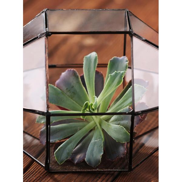 Diamond Shaped Clear Glass Vase , Durable Geometric Terrarium Glass Vases