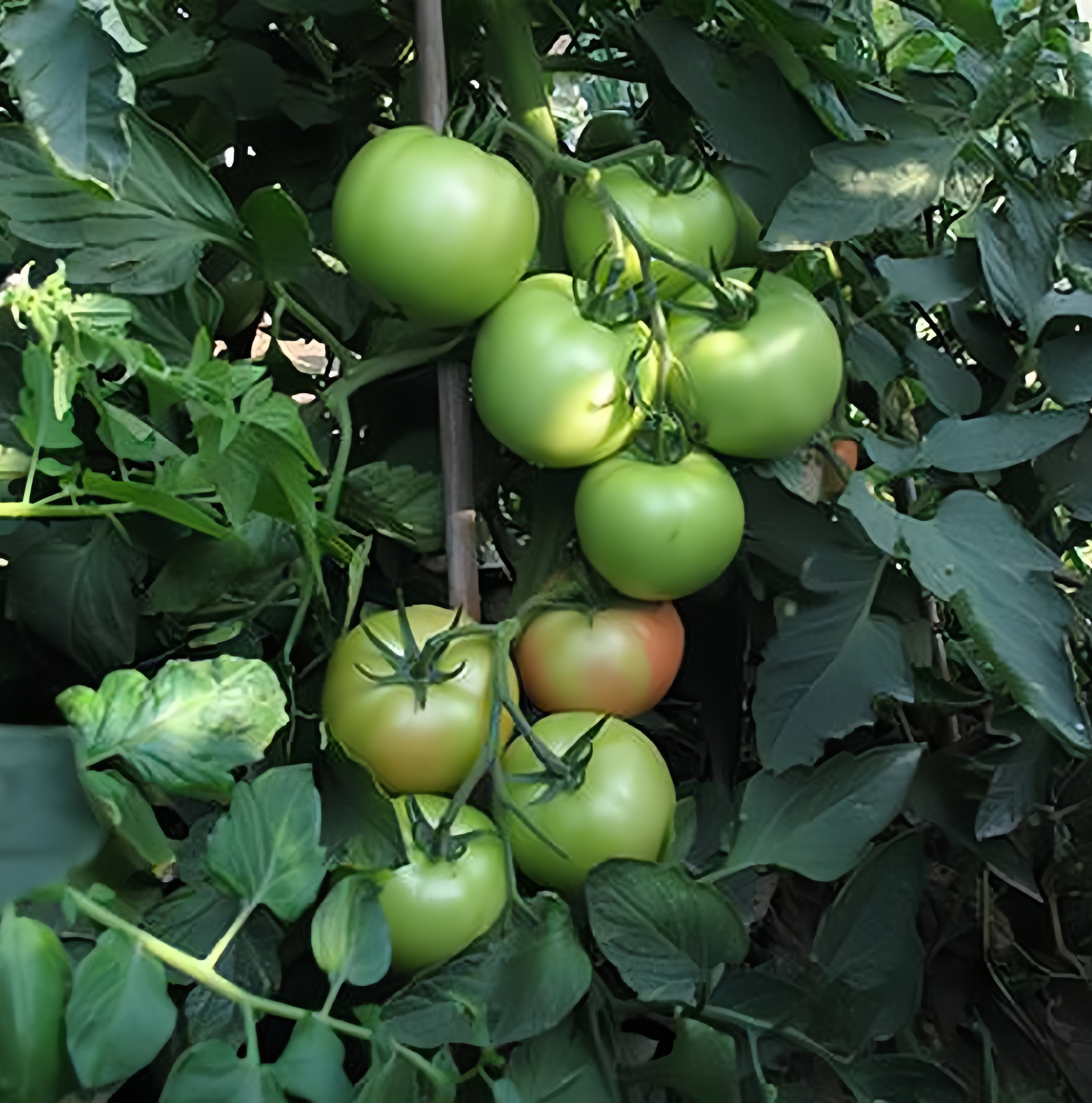 Kaiser Early Maturity F1 Determinate Hybrid Tomato Seeds Round Shape T06