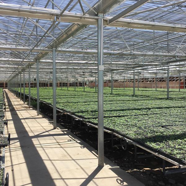 Multi Span Polytene Film Agricultural Greenhouse with Automatic Controlling System