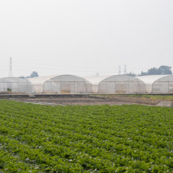 Túnel derramado plástico da agricultura da estufa do único período tropical transparente