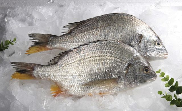 Коммерчески дисплей морепродуктов создатель льда хлопь 1 тонны на рыбозавод одна гарантия года