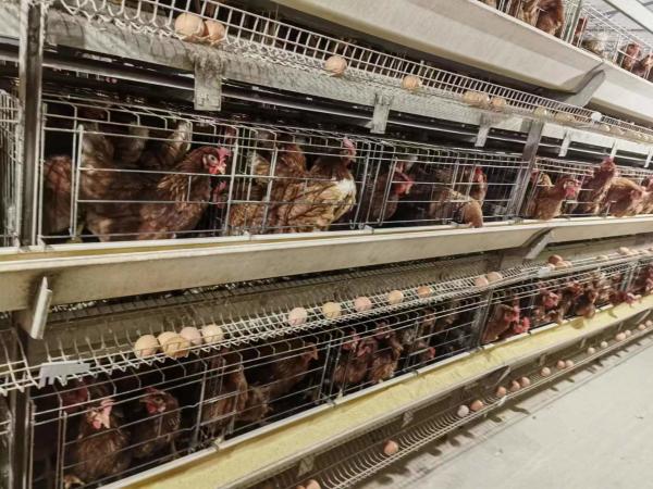 Le poulet soudé de couche d'oeufs de fil met en cage le type chaud de Q235A H plongé galvanisé