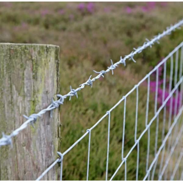 Колючая проволока экономической анти- ржавчины горячая гальванизированная для загородки тюрьмы безопасности