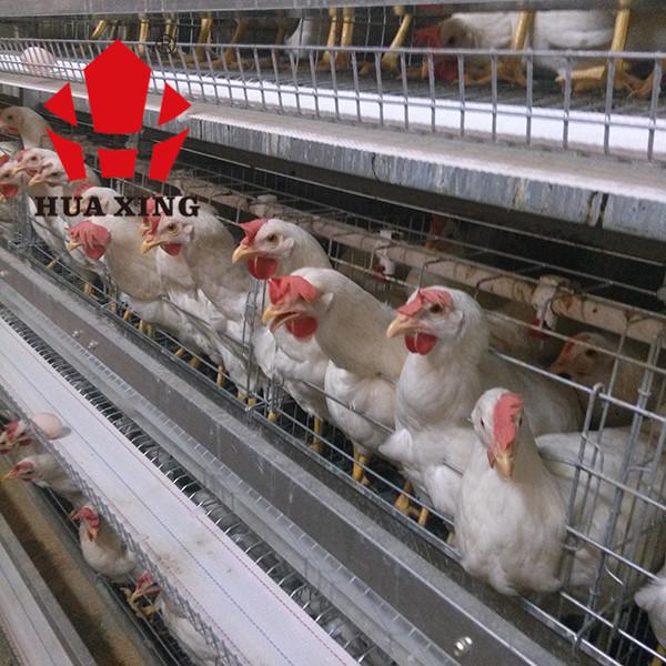 192 Birds Fully Automatic Baby Chick Battery Poultry Cage For Raise Chicken