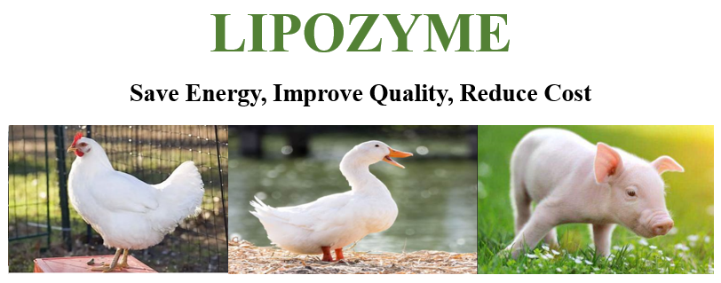 Habio Lipase Enzyme LIPOZYME 20000U/G Saving Energy For Poultry And Livestock