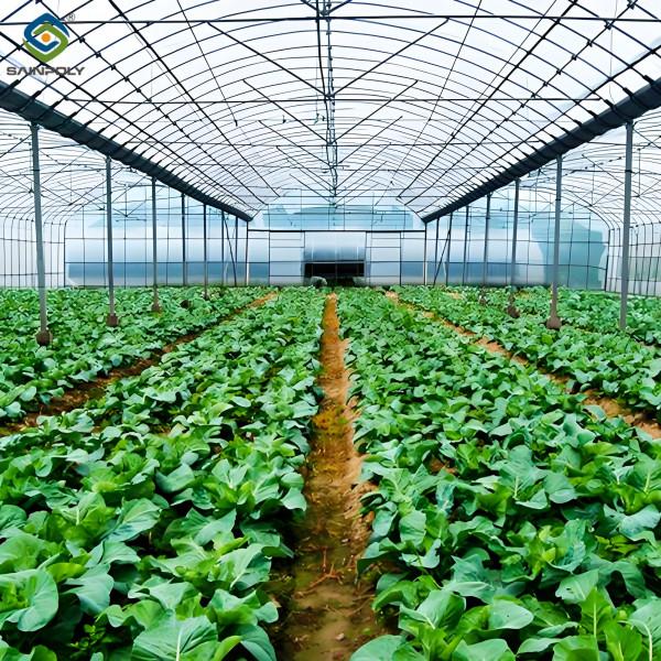 Serre de culture de légumes multifonctionnelle Serre de tunnel commercial