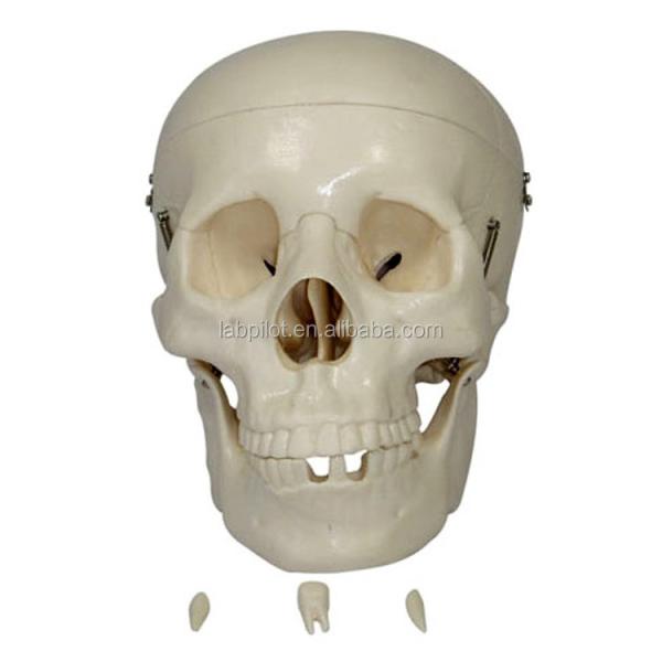Advanced PVC Colored Skull Model Assembly for Anatomical Demonstration Demonstration