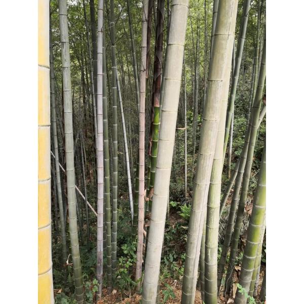 China Wholesale Furniture Decoration  Laminated Bamboo Board