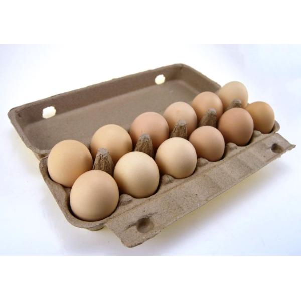 Paper Molded Renewable Egg Box Production Line 1500pcs/hr 100kw