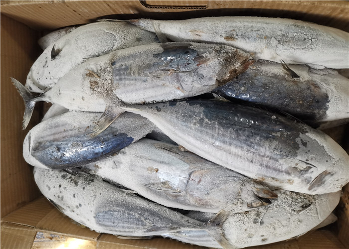 Тунец попрыгунчика круга 3.4kg Pelamis Katsuwonus весь замороженный