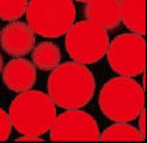 N - O Nanoparticle hidroxi NHS de Succinimide ativou os grânulos magnéticos 30 -