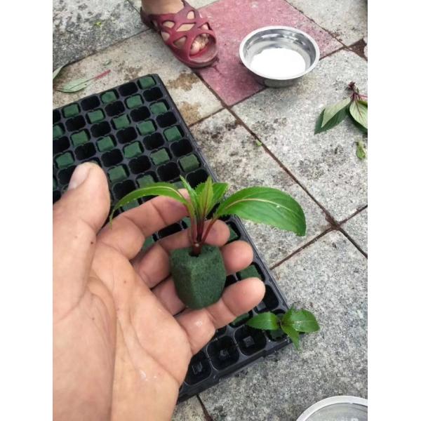 128 Holes Cell Tray Plastic Seedling Tray Blueberry Plant Tomato Seedling Trays