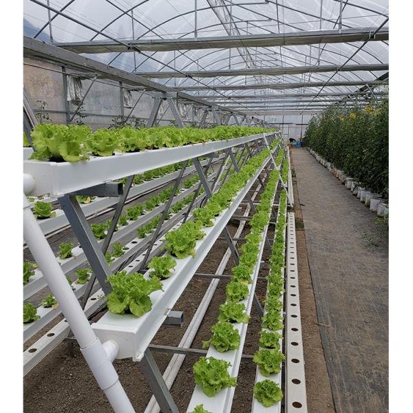 2-5m Shoulder Height High Tunnel Sawtooth Greenhouse for Commercial Plant Cultivation