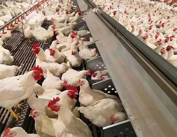 Система автоматизированная реактор-размножителом птицы бройлера питаться