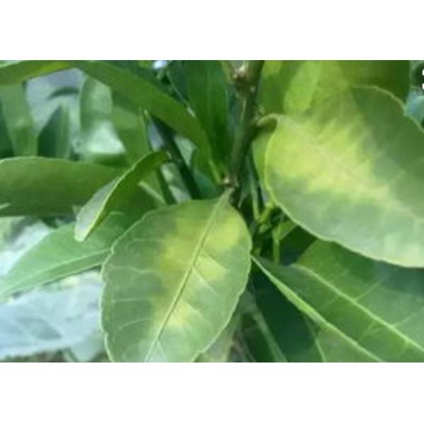 Ácido aminado do quelato de manganês no adubo da agricultura