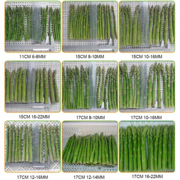 Good Price for Green Asparagus Spears Frozen IQF Vegetables hot sale grade A