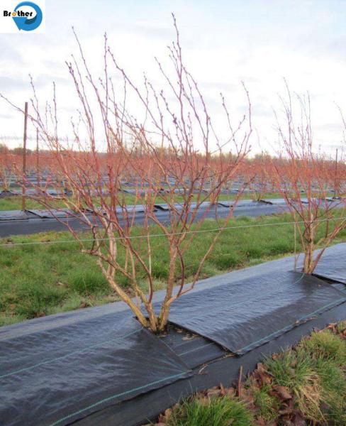 Weed Mat Weed Barrier Garden Ground Cover Anti-UV Weed Control Fabric