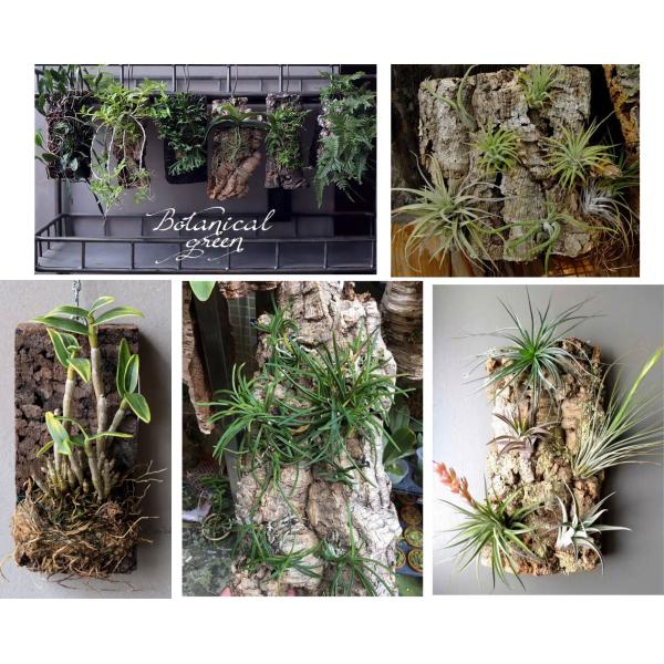 Factory Wholesale 3~4cm thickness Virgin Cork Bark Perfect for Dispalying Air Plants, Bromeliads & Orchids