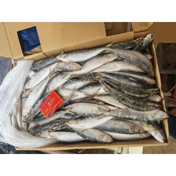 Поставка BQF замораживание Хороший размер 70-80 г Целый круг свежие замороженные сардины приманка