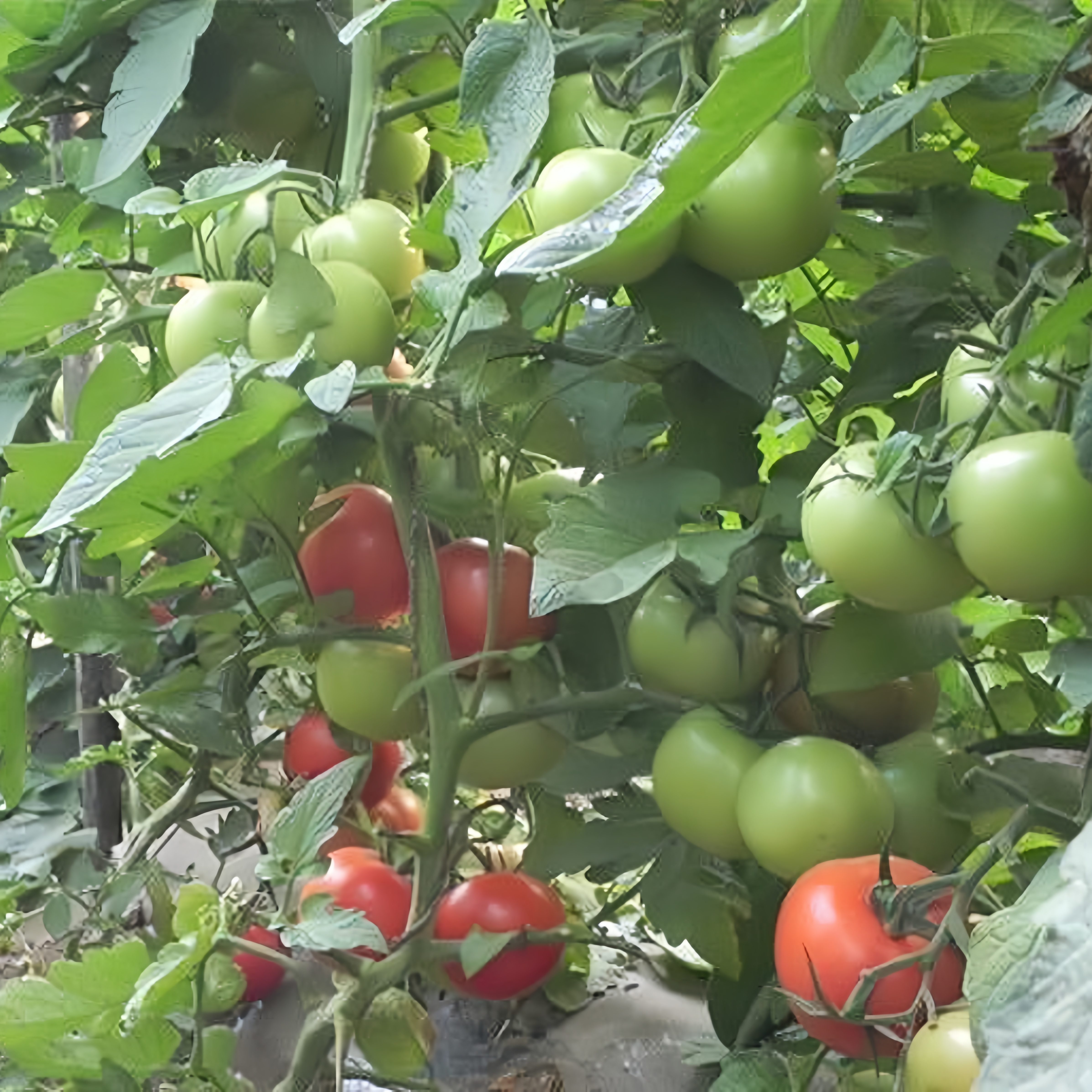 Lvliang No.1 Blight Resistance Red Indeterminate Tomato Seeds For Planting T56