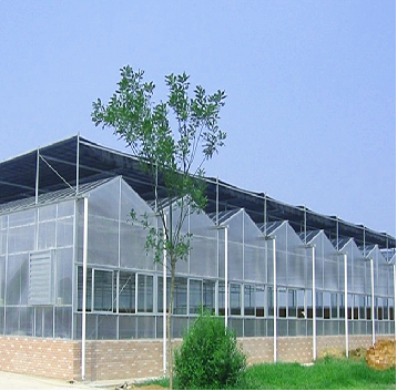 Venlo Style Polycarbonate Farming Green House Customizable Size