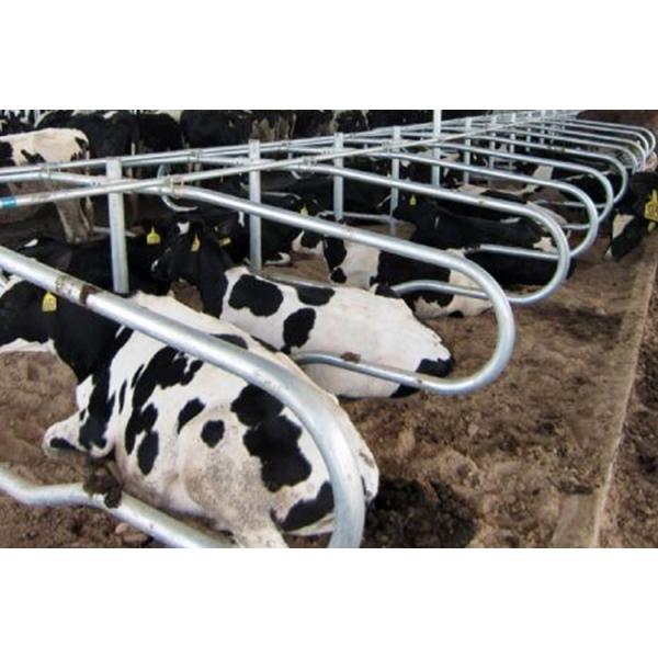 Двойник цвета мычки амбара стойла коровы длины 2.3m свободный встал на сторону