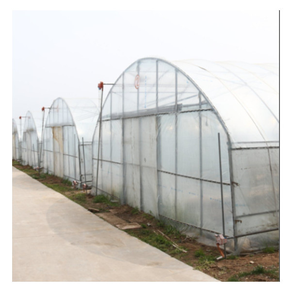 Agricultural Galvanized Tunnel Greenhouse Plastic Tomato Greenhouse With Bolt