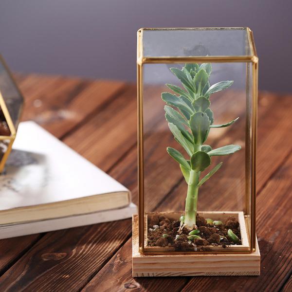 Rectangle Glass Homeware Decorative Succulent Plants Glass Terrarium With Wooden Base