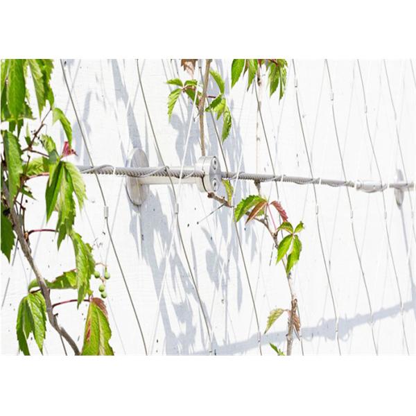 завода нержавеющей стали 1.5mm сетка стены толстого взбираясь для сада