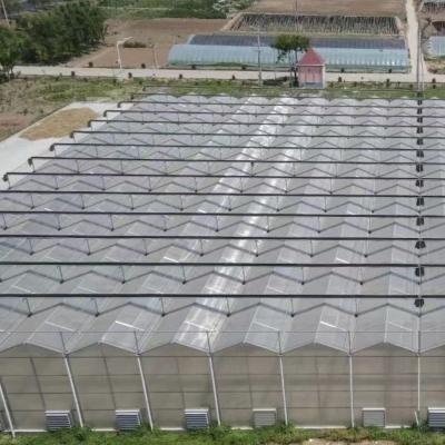 JX-A006 Large Size Venlo PC Polycarbonate Greenhouse for Commercial and Agricultural