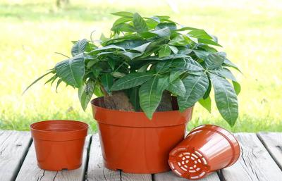 Planta de jardim hortícola Desktop plástica da casa do berçário das plantas carnudas dos potenciômetros da planta dos PP