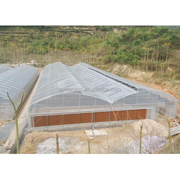 Large Single Layer PE Film Multi-Span Agricultural Greenhouse Metal Frame Cold Frame