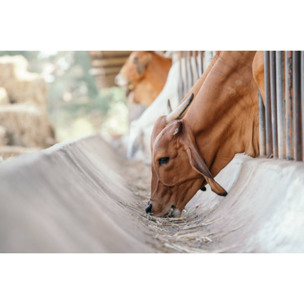 Open-Sided Steel Frame Cattle Shed with Natural Ventilation and Galvanized Surface Coat for Large Scale Cow Farms