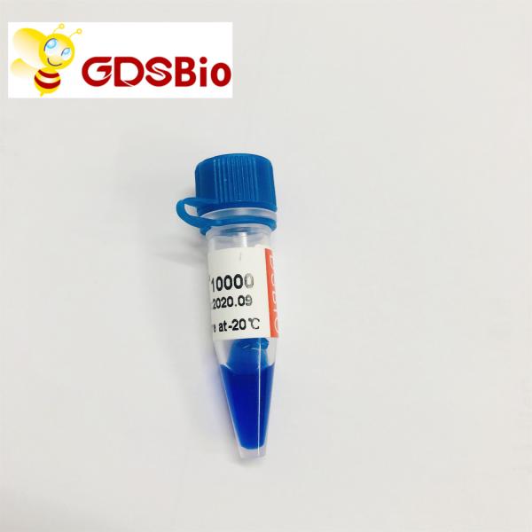 10000bp 10kb DNA Ladder Electrophoresis High Purity Reagents