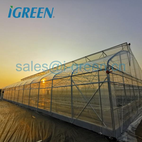 Strong Frame Greenhouse with Hot Dipped Galvanized Steel Structure and Film Cover