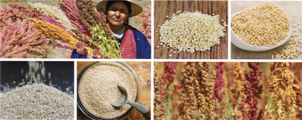 quinoa processing line, quinoa processing machines, quinoa saponin removing machine