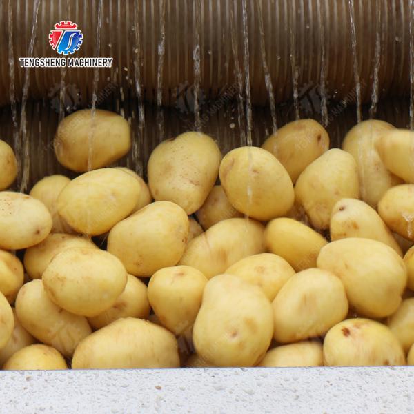 Wash Washer Washing Cleaning processing production Destoning Supplying soybeans  Potato Carrot Taro Sweet potato Yam Saiko persimmon Sealed cover brush peeling machine
