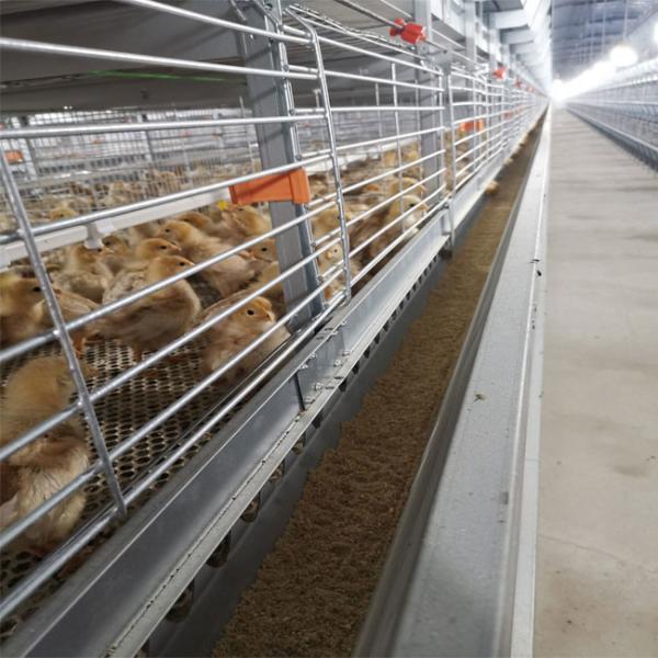 H type Complete Automatic Broiler Chicken Cage 4 Tiers