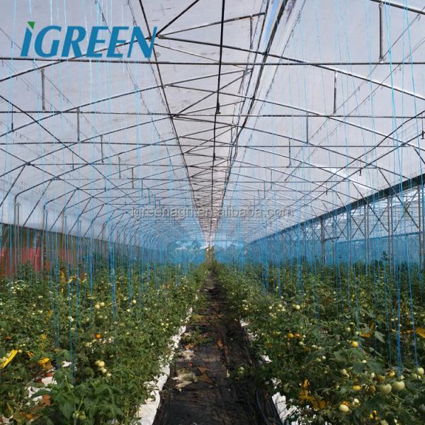S Hot Dipped Galvanized Steel Structure Greenhouse for Agricultural Vegetable