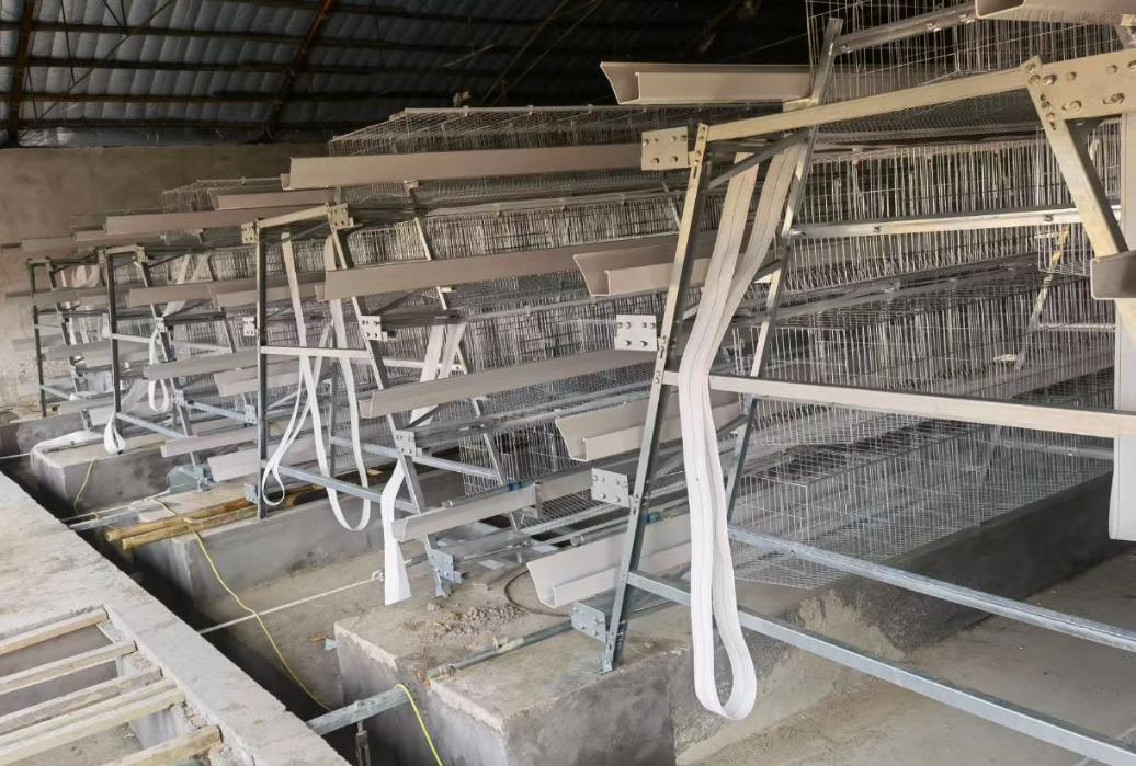 Agrieso Full Automatic Hot Galvanized 4 Tier Poultry Farm Cage with Manure Removal System