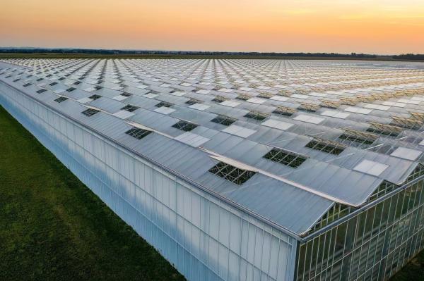 Shipping Cost Agricultural Multi-Span Plastic Tunnel Film Greenhouse Customization