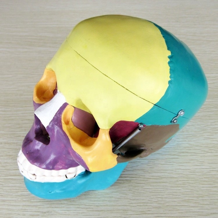 Human Life Size Skeleton Model Bones Model of Cerebral Cranium for Medical Study Aid